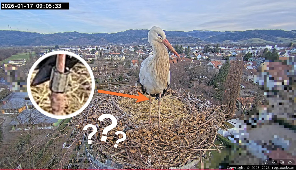 Edgars Ringnummer kann man leider nicht entziffern.