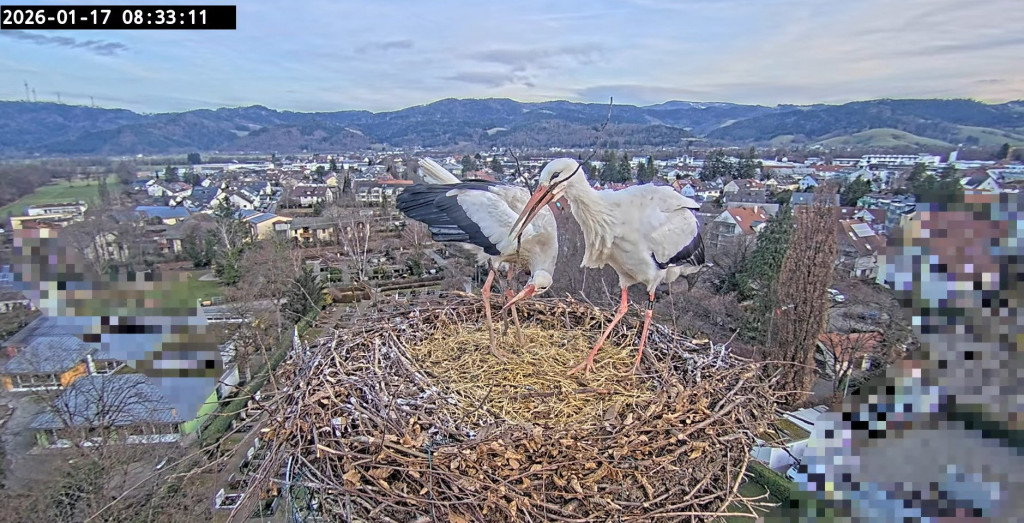 Am Morgen hat Ulla schon mit der Nestausbesserung begonnen und einen Ast geholt.