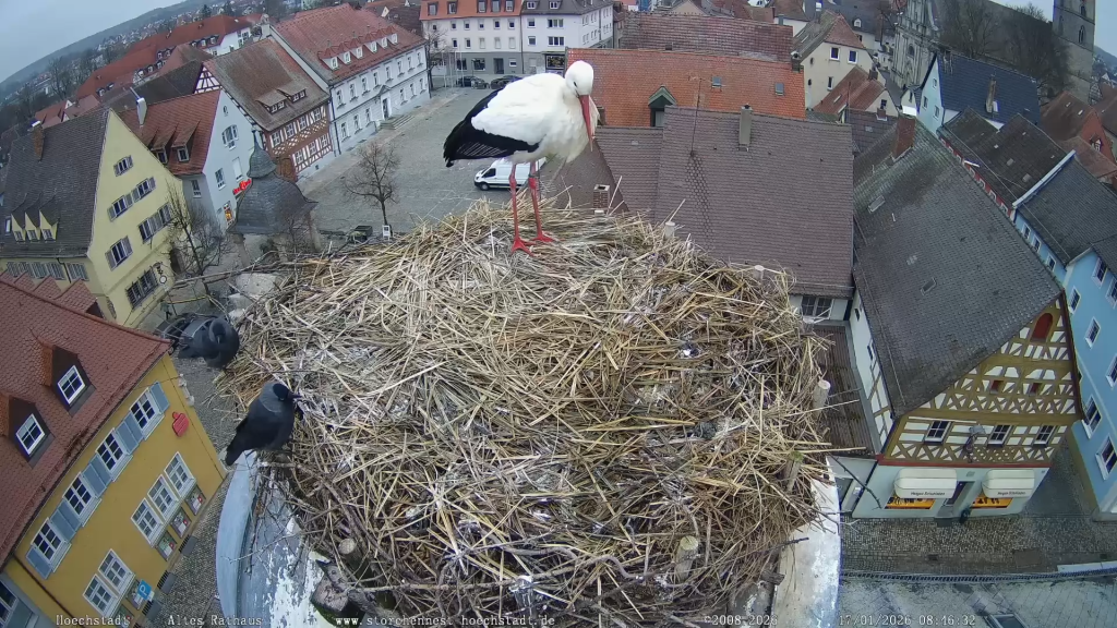 Fremdstorch und 2 Dohlen