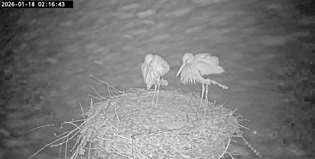 18. Jan. 2026, 2:16 Uhr: Die Webcam macht es sichtbar, Ulla und Edgar verbringen bei Schmuddelwetter die Nacht zum Sonntag.