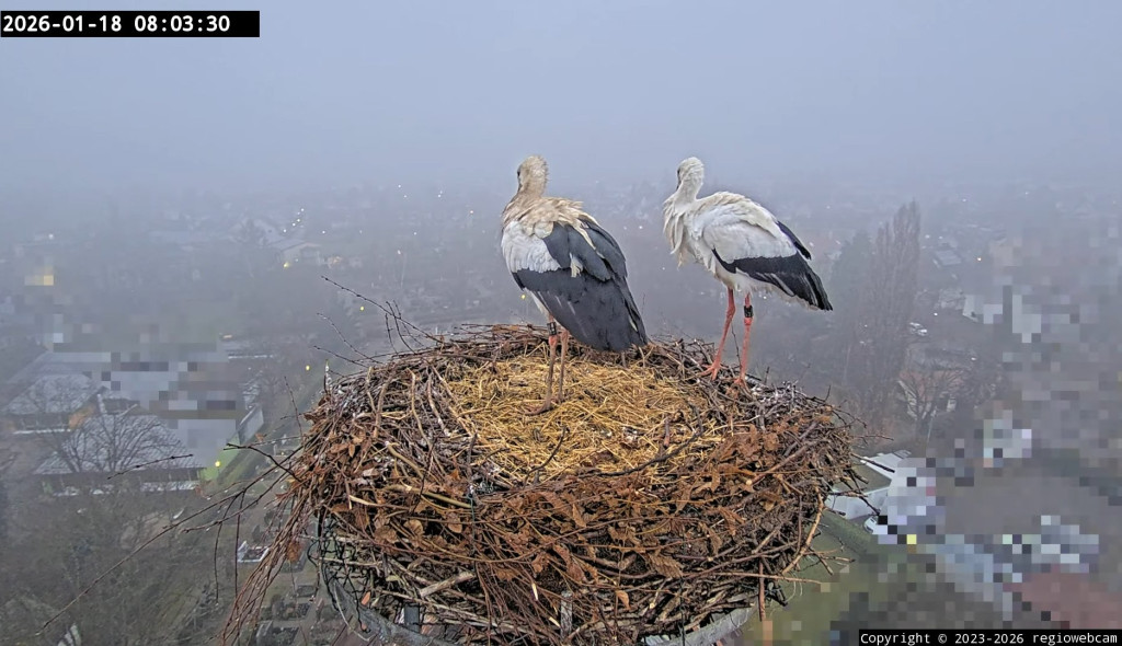 18. Jan. 2026, 8:03 Uhr: Kirchzarten liegt im Nebel, das Gefieder von Ulla (rechts) und Edgar ist feucht.