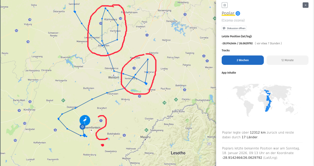 Poplar: Der aktuell südlichste Storch im AT.