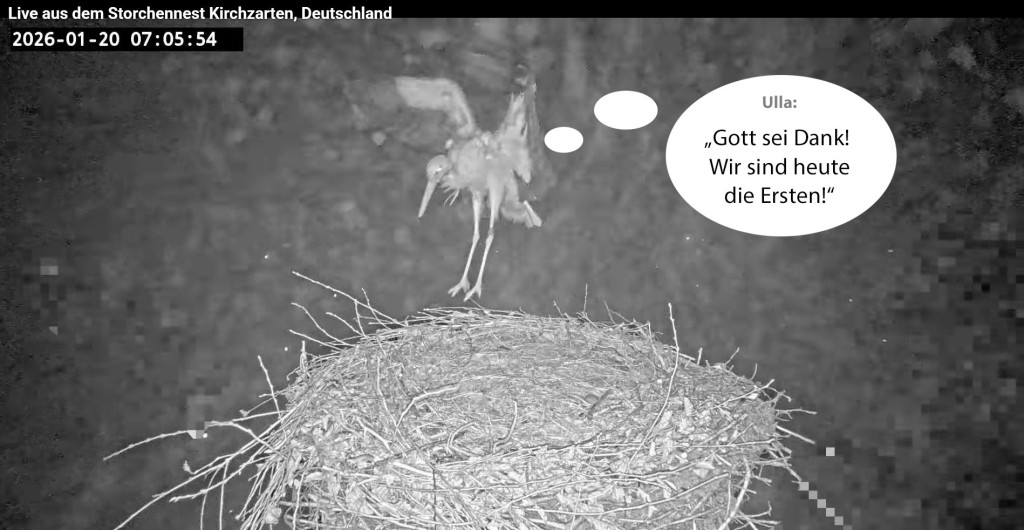 Kirchzarten-Comic-1_01_2026-01-20 07Uhr06_Ulla-u-Edgar-im-Nest_bearb.jpg