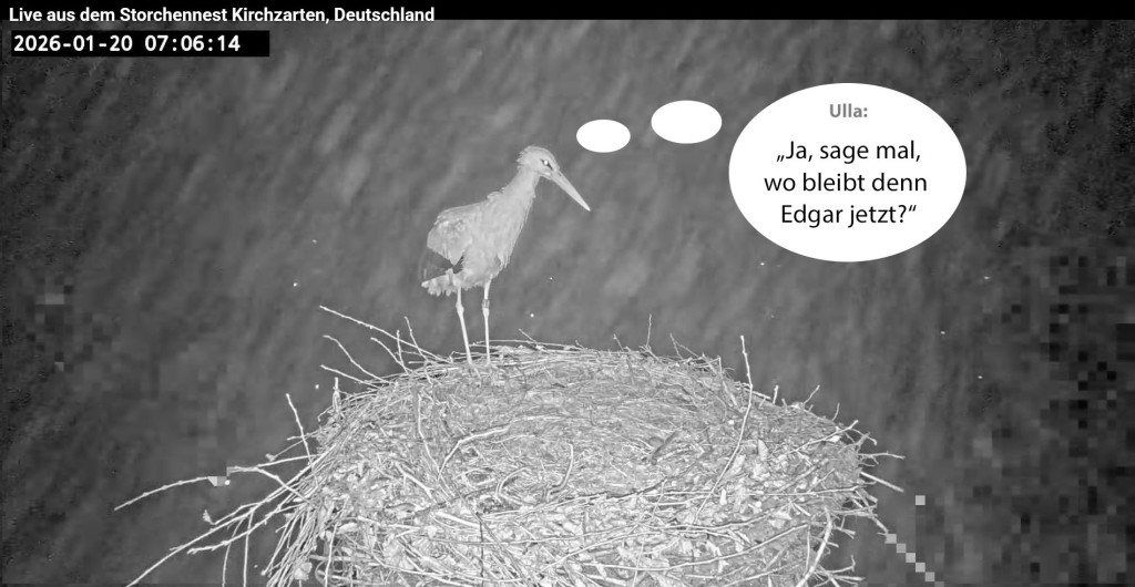 Kirchzarten-Comic-1_02_2026-01-20 07Uhr06_Ulla-u-Edgar-im-Nest_bearb.jpg