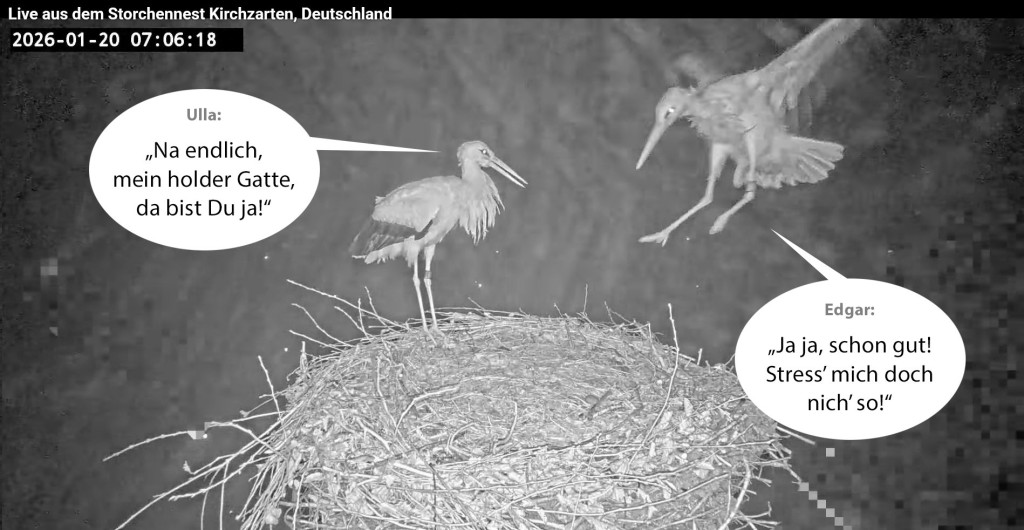 Kirchzarten-Comic-1_03_2026-01-20 07Uhr06_Ulla-u-Edgar-im-Nest_bearb.jpg