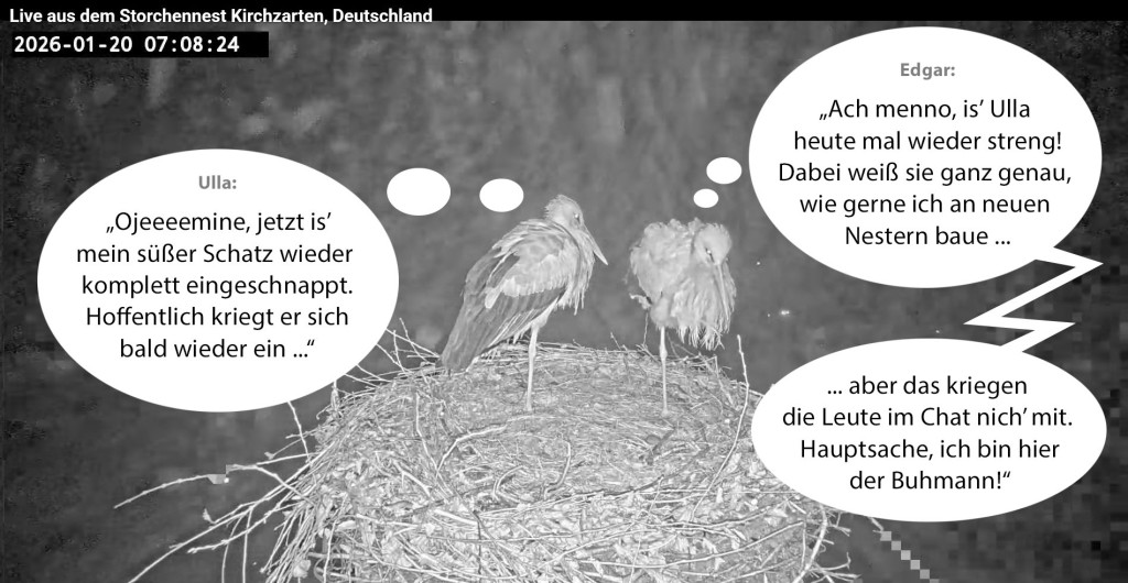 Kirchzarten-Comic-1_06_2026-01-20 07Uhr06_Ulla-u-Edgar-im-Nest_bearb.jpg