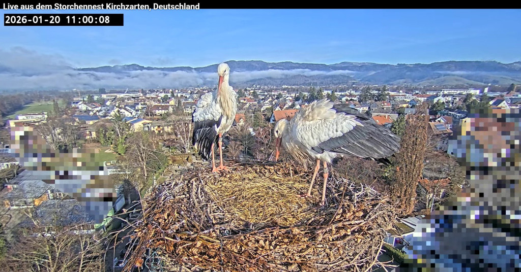 20. Jan. 2026, 11 Uhr: Endlich wieder schönes Wetter in Kirchzarten. Ulla (links) und Edgar haben den ganzen Morgen im Nest verbracht.