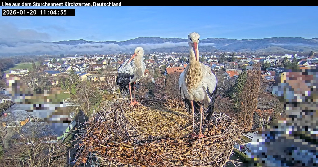 20. Jan. 2026, 11 Uhr: Edgar kurz vor dem Sprung auf seinen Stammplatz, der Webcam. Sein Kragengefieder ist immer noch verdreckt.