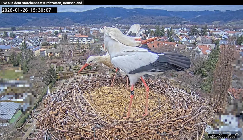 Nach einer Stunde Abwesenheit kamen sie Um 15:29 Uhr wieder. Auch hier landete zuerst Edgar (hinten) und kurz danach Ulla (vorne).