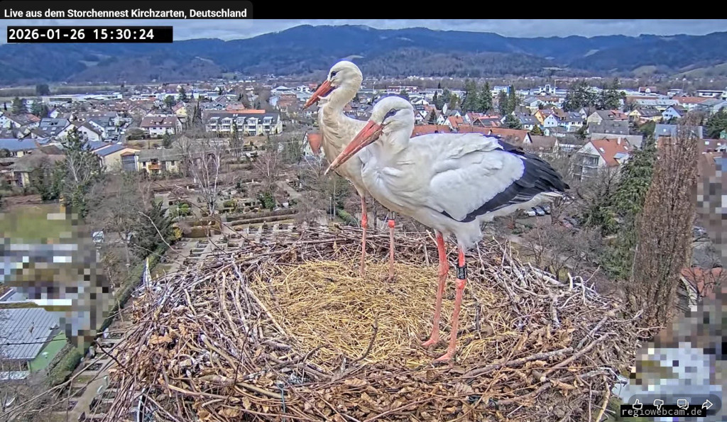 Edgars Kragen ist immer noch schmutzig braun.