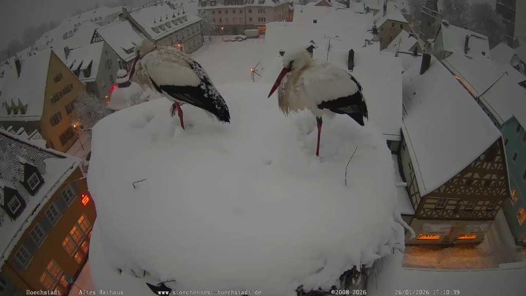Winterstoerche_Hoechstadt-2026-01-26.png