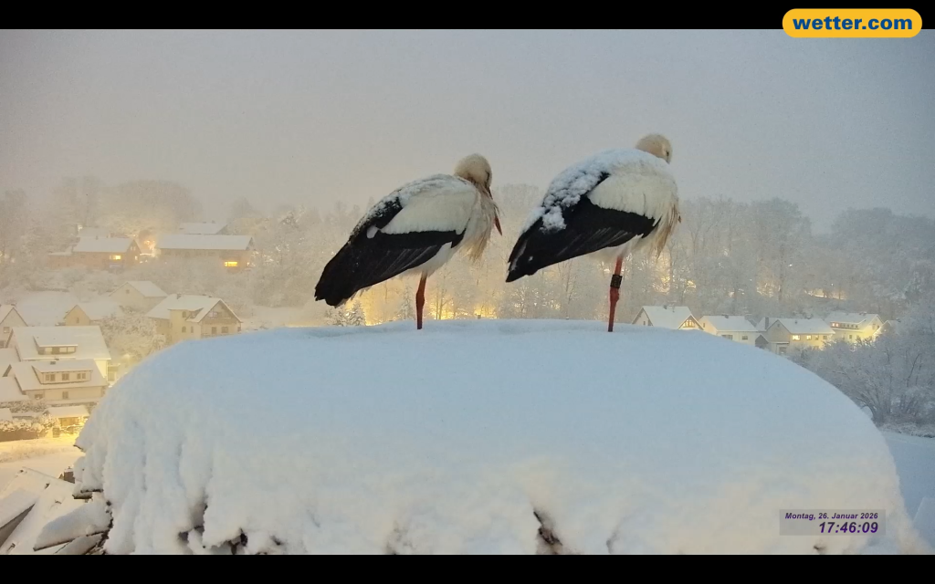 Winterstoerche_Roettenbach-2026-01-26.png