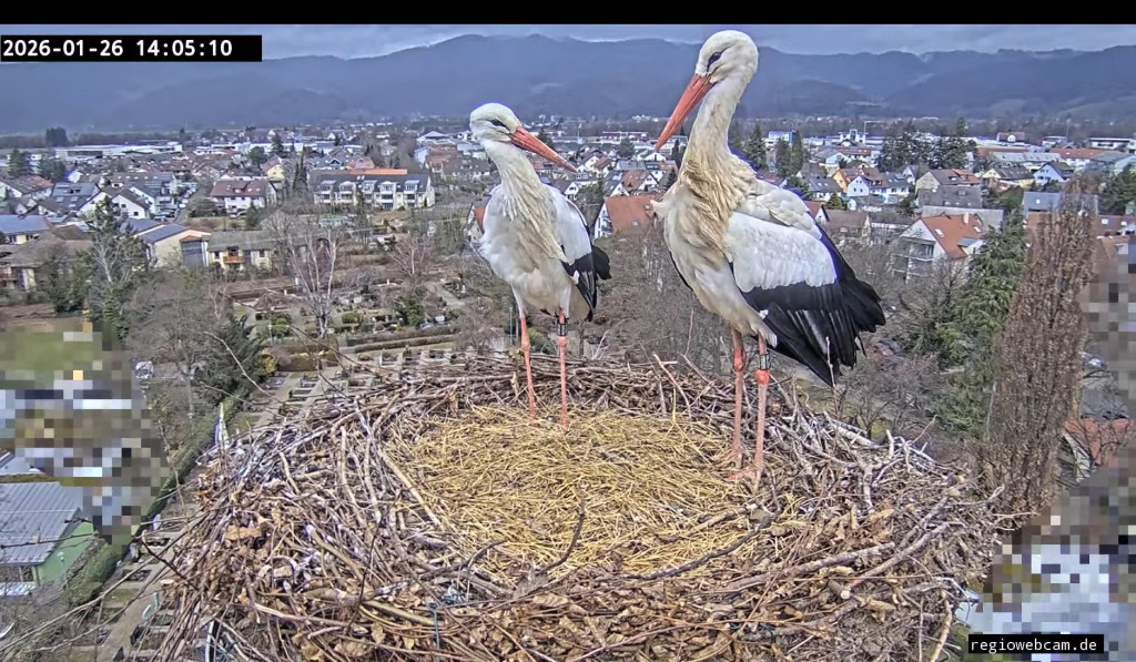 Nach 6 Tagen Nestpause wieder zurück: Um 14:04 Uhr landete zuerst Edgar (vorne rechts) und danach Ulla im Nest.