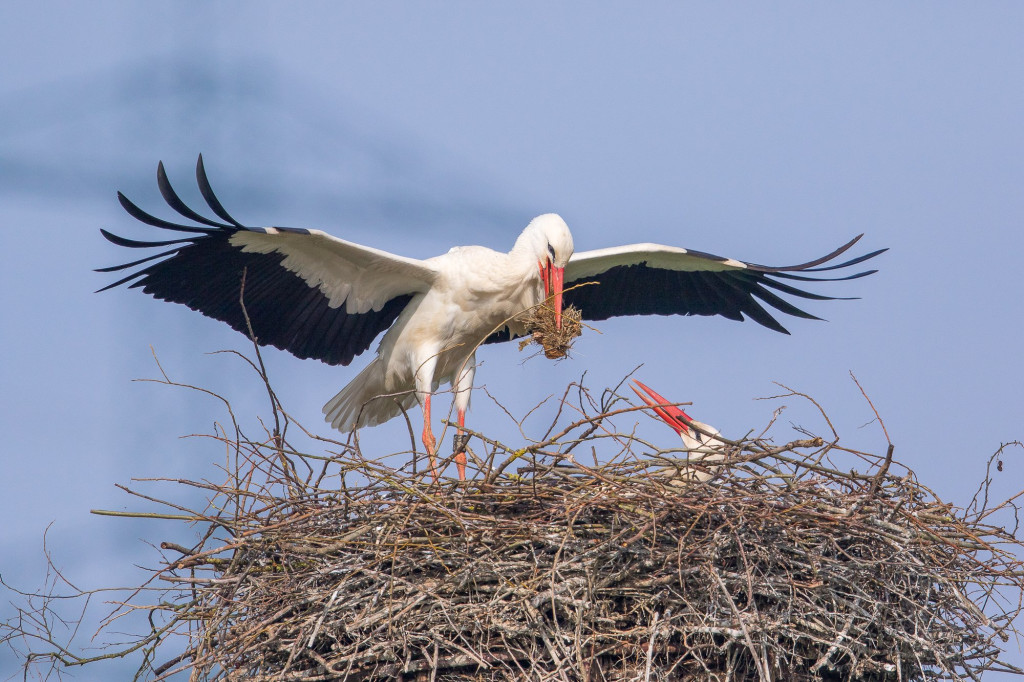 Weißstorch_DER-AW844-9.jpg