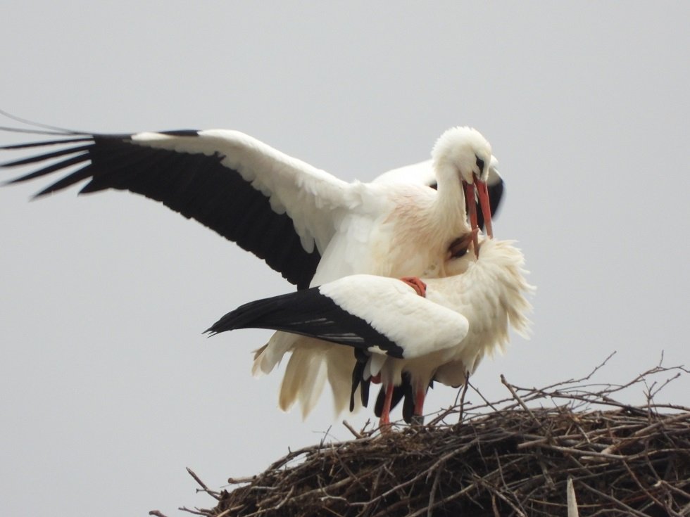 A1T97 und A9P15 w. kopulierend .JPG