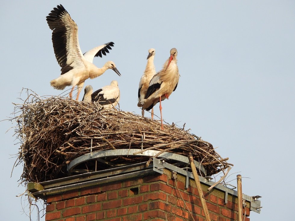 08.06.24 Mosel viererbrut.JPG