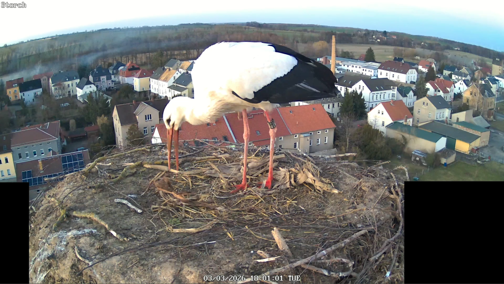storch-bodo-muegeln_2026-03-03.png