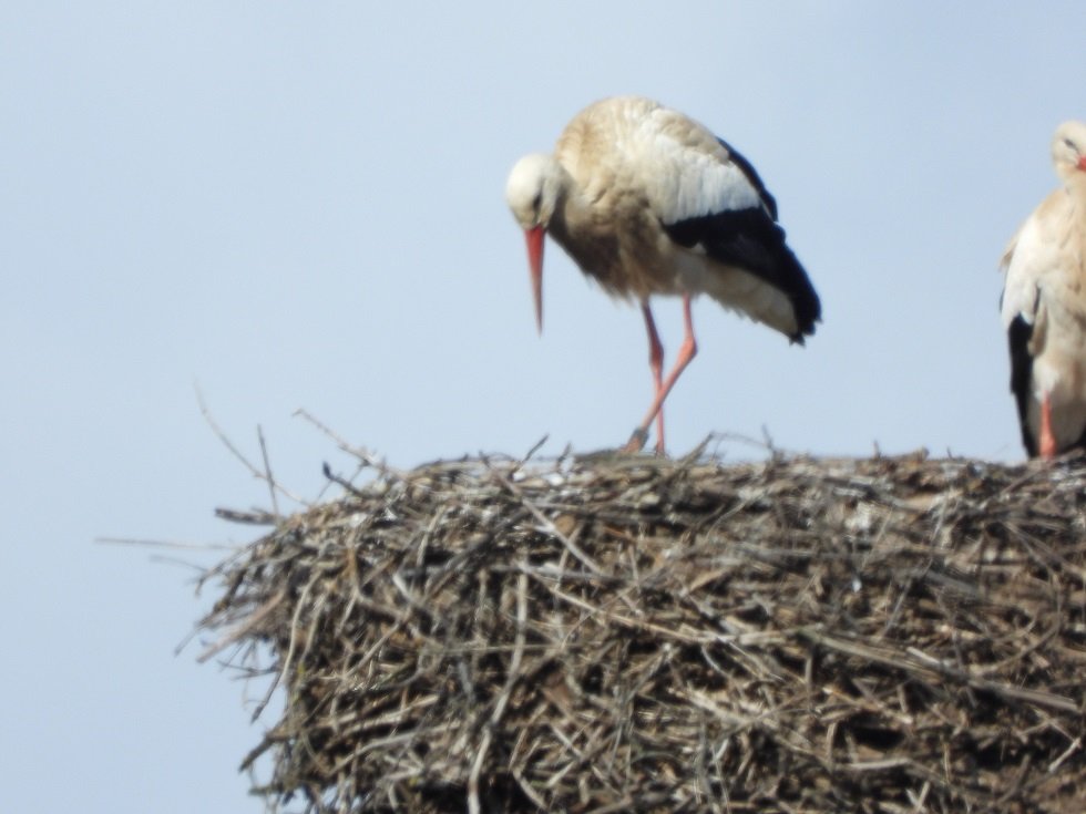 12.03.H3871 in Syhra .JPG