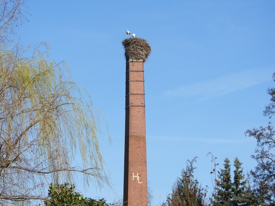 Zschöllau 12.03..JPG