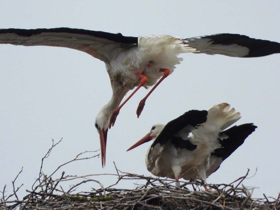 16.03. Kopula in Glauchau .JPG