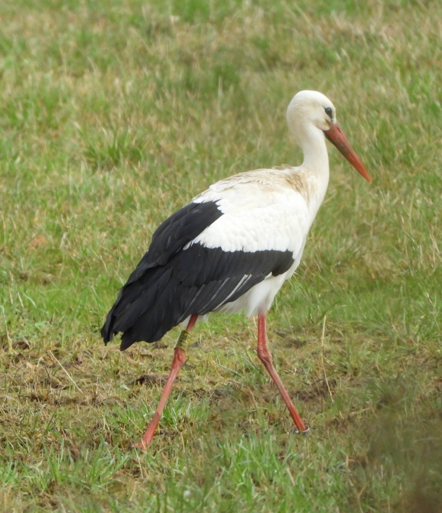 XT967 16.03. in Langenleuba .JPG