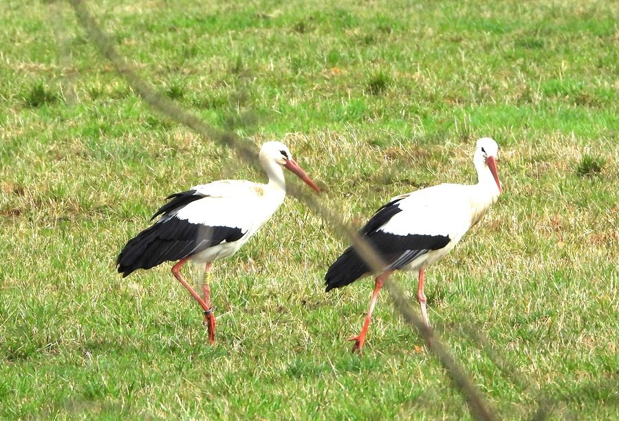 XT967 und Partner bei LLN. 16..03.26.JPG