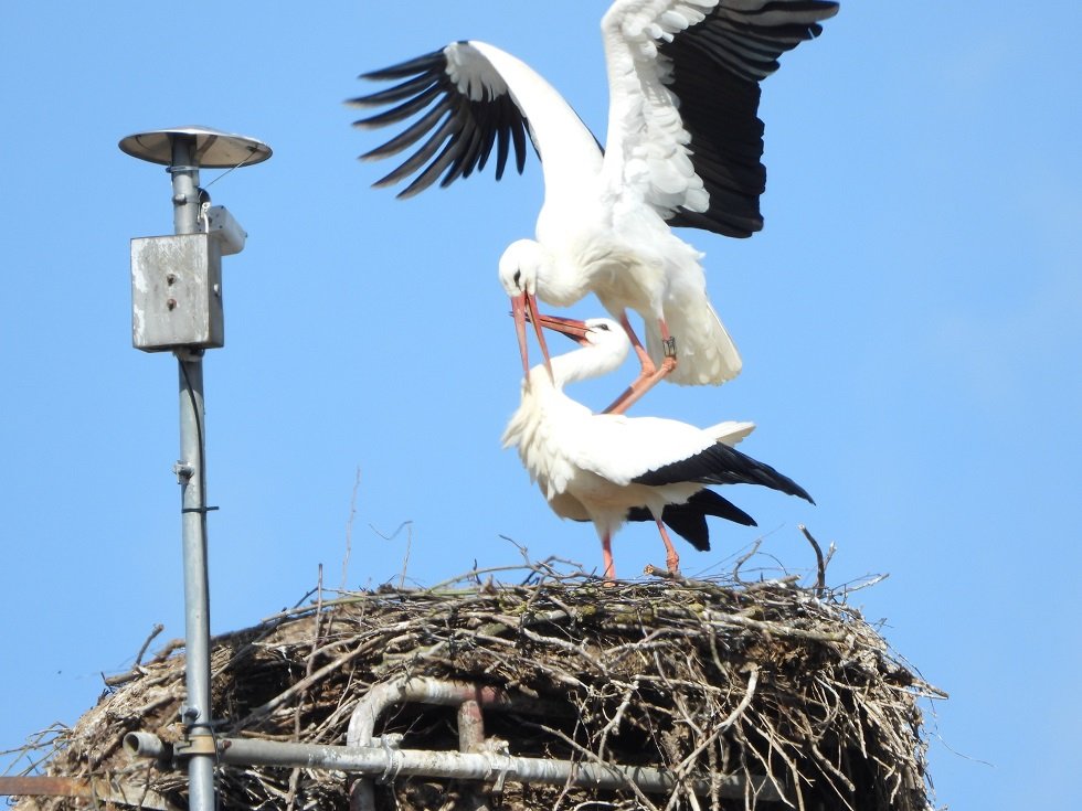 Mügeln Kopula 17.03..JPG