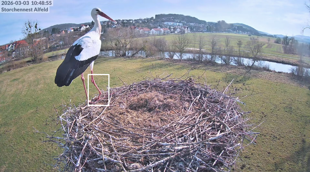 Alfeld_Storch mit Knickbein1.png