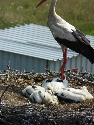 Klossa -Beinverletzter .jpg