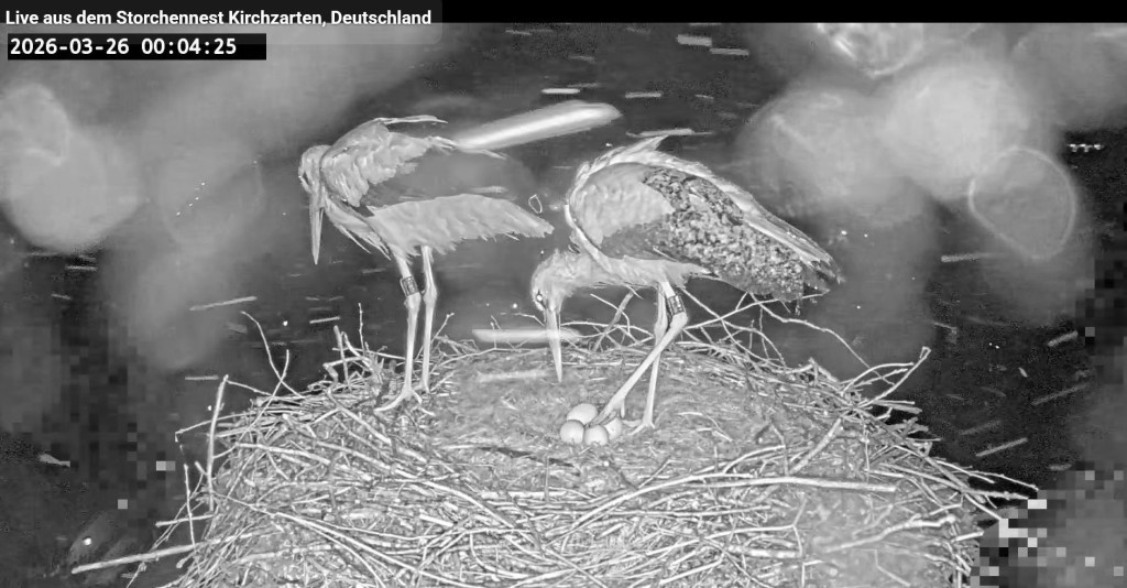 Kurz nach Mitternacht, während des Schneefalls nach Ullas 4. Eiablage, hat Edgar eine Schicht übernommen und prüft erst noch die Wärme der Eier, bevor er sich darauf niederlässt. Ulla stellt sich derweil dem Wind entgegen.