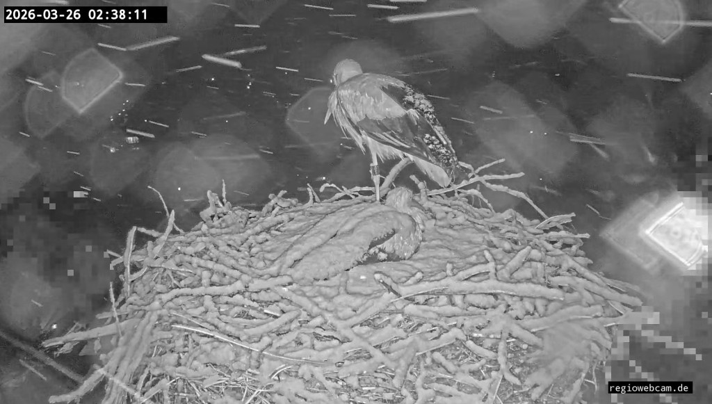 Kirchzarten_2026-03-26 02Uhr38-11 Edgar-sitzt-verschneit-auf-den-4Eiern.jpg