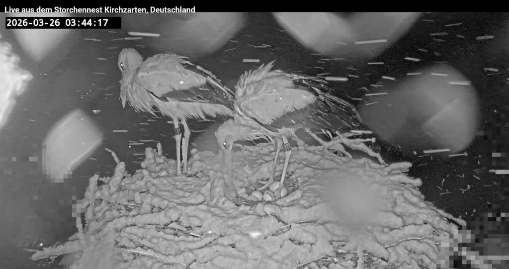 Kirchzarten_2026-03-26 03Uhr44-17 Edgar-und-Ulla-mit-4Eiern.jpg