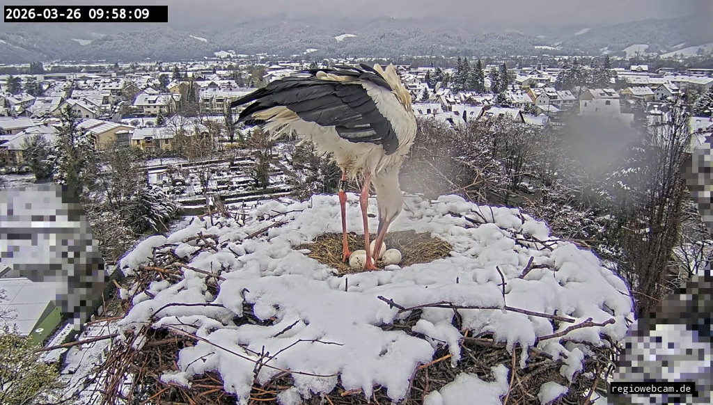 Während Ulla unterwegs ist, kümmert sich Edgar um das Gelege.