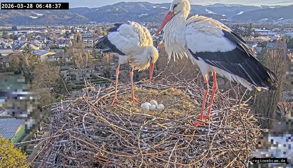 Kirchzarten_2026-03-28 06Uhr48-37 Edgar-u-Ulla-mit-5Eiern.jpg