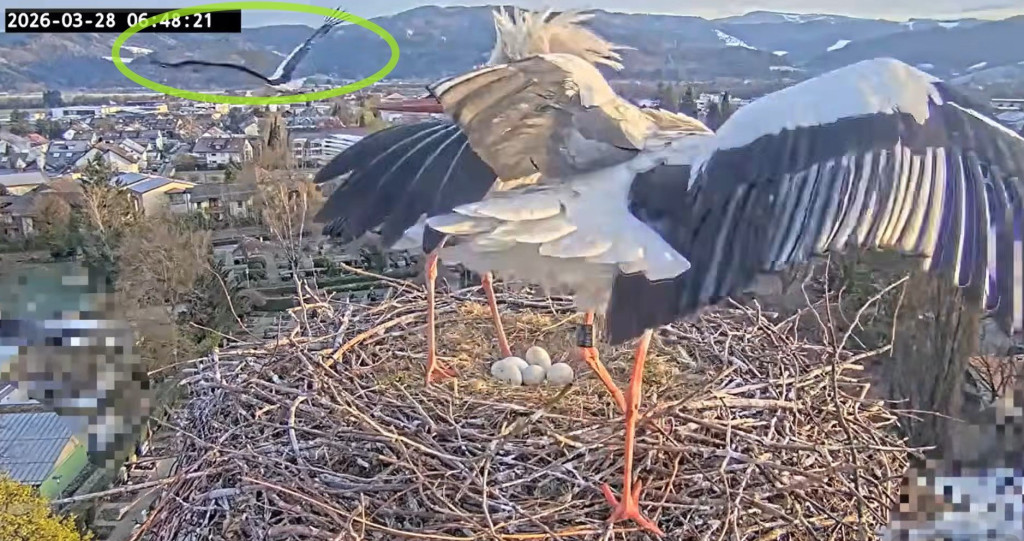 Kirchzarten_2026-03-28 06Uhr48-21-1b Edgar-u-Ulla-mit-5Eiern.jpg