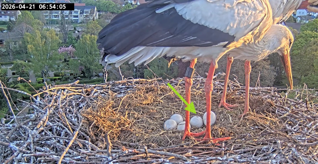 Kirchzarten_2026-04-21 06Uhr54-05 Ulla-vorne-Edgar-hinten_Loch-im-Ei.jpg