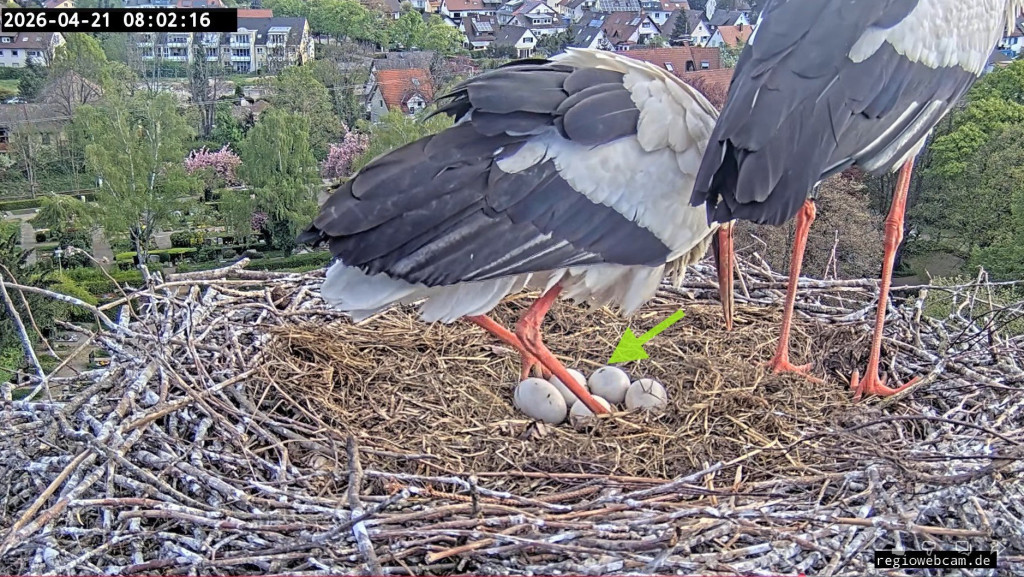 Kirchzarten_2026-04-21 08Uhr02-16 Ulla-setzt-sich-auf-die-5Eier_Loch-im-Ei.jpg