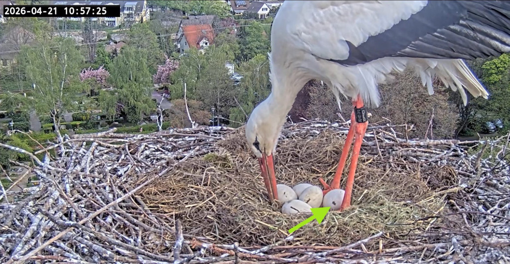 Kirchzarten_2026-04-21 10Uhr57-25 Ulla-belüftet-Nistmulde_Loch-im-Ei.jpg