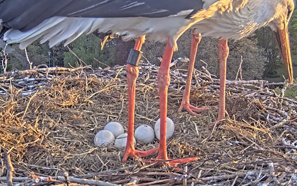 Kirchzarten_2026-04-21 06Uhr54-05 Ulla-vorne_Detail.jpg