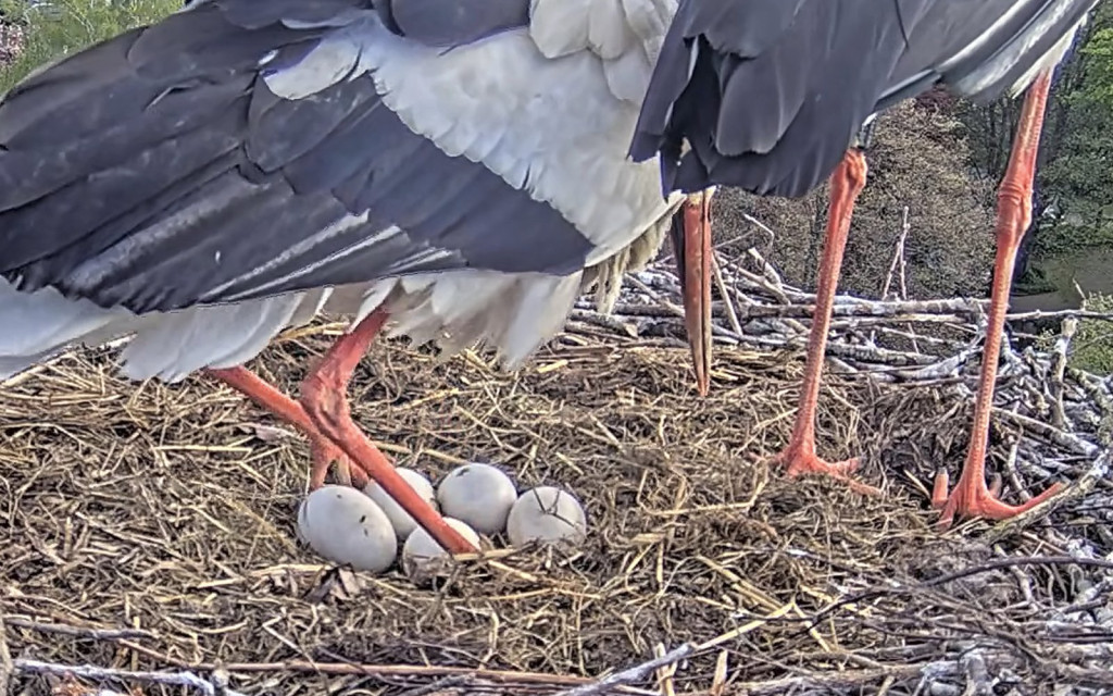 Kirchzarten_2026-04-21 08Uhr02-16 Ulla-setzt-sich_Detail.jpg