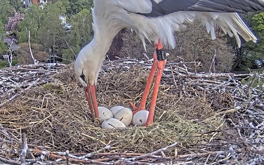 Kirchzarten_2026-04-21 10Uhr57-25 Ulla-belüftet-Nistmulde_Detail.jpg