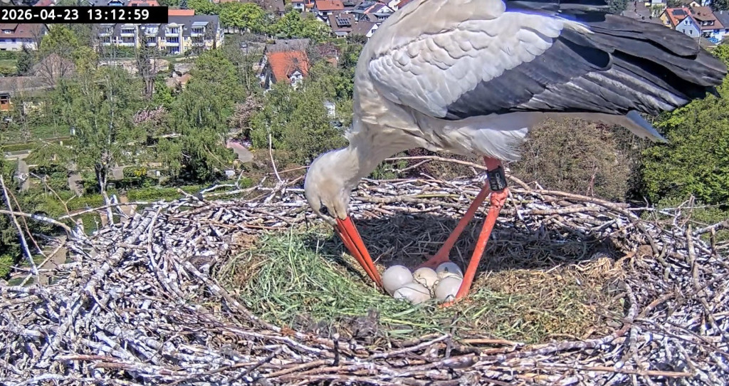 Kirchzarten_2026-04-23 13Uhr12-59 Ulla-mit-Gelege-Ei-mit-großem-Fleck.jpg