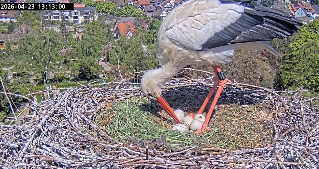 Kirchzarten_2026-04-23 13Uhr13-00 Ulla-mit-Gelege-Ei-mit-großem-Fleck.jpg