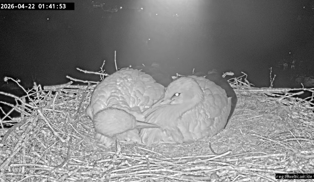 22. April 2026, nachts um 1:41 Uhr: Als sich Edgar (rechts) auf das Gelege niedergelassen hat, legt sich Ulla zu ihm und beknabbert ihn.
