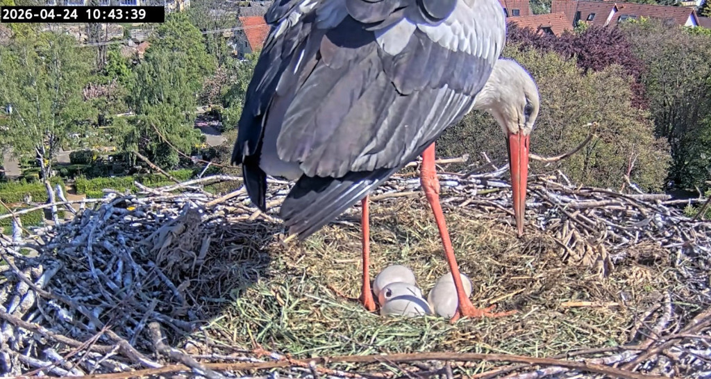 24. April 2026, 10:43 Uhr: Als Ulla aufsteht, sieht man, dass bei diesem Ei das Loch über Nacht deutlich größer geworden ist.