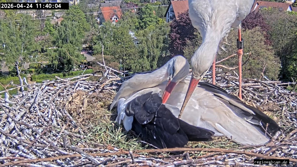 24. April 2026, 11:40 Uhr: Sowohl Ulla als auch Edgar scheinen zu wissen, dass der erste Schlupf nicht mehr sehr lange auf sich wartet. <br />Immer wieder beobachten und lauschen sie, was sich bei den 5 Eiern in ihrem Gelege tut.