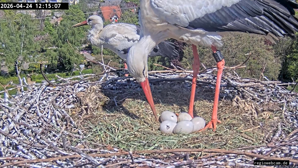 24. April 2026, 12:15 Uhr: Auch hier ist ein Loch größer geworden, und das Ei dahinter hat nun auch eines.