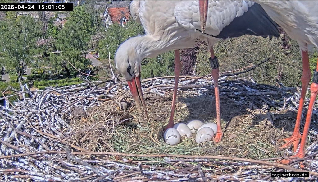 Kirchzarten_2026-04-24 15Uhr01-05 Edgar-über-den-Eiern_langer-Riss-im-Ei.jpg