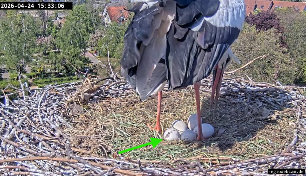 Kirchzarten_2026-04-24 15Uhr33-06 Ulla-mit-Gelege-Riss-im-Ei-größer_Pfeil.jpg