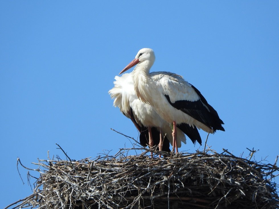 Grubnitz LOburger Pflegestörchin 11.04.26.JPG